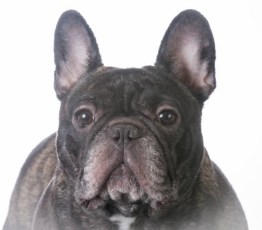 brindle Fransız buldozer