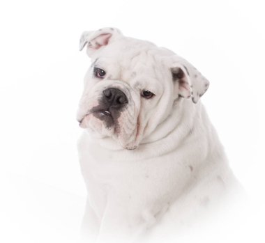 Bulldog köpek yavrusu portre