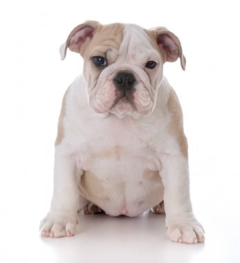 şirin bulldog yavrusu