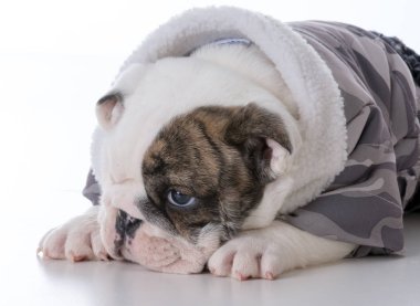 sevimli erkek bulldog