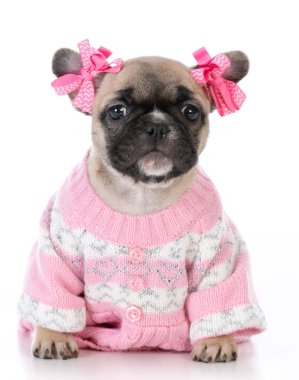 Fransız dişi buldog.