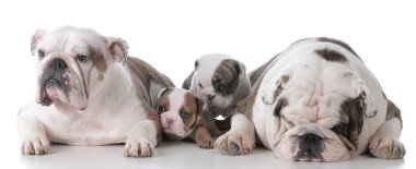 yavru köpek ailesi