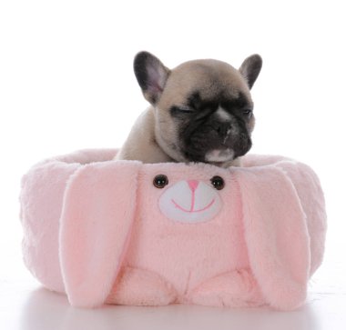 Fransız bulldog köpeği.