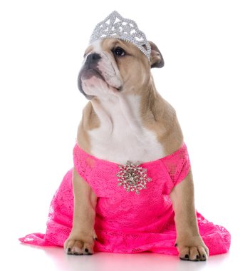 şımarık dişi köpek