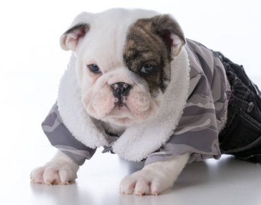 sevimli erkek bulldog