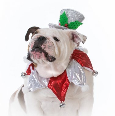 Noel için giyinmiş köpek