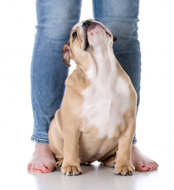 köpek ile sahibi oturuyor