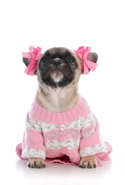 Fransız dişi buldog.