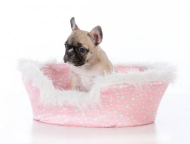 Fransız bulldog yavru köpek yatakta