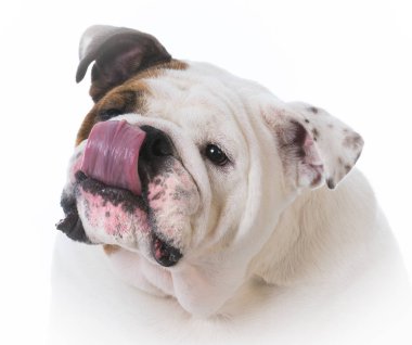 kadın İngilizce bulldog