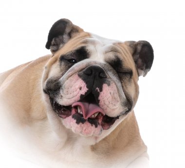 kadın İngilizce bulldog