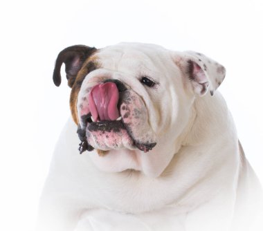 kadın İngilizce bulldog