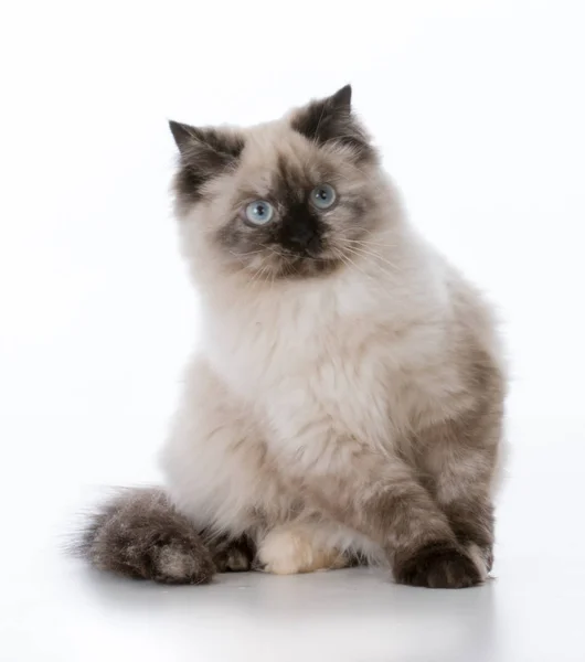 Jonge ragdoll kat — Stockfoto