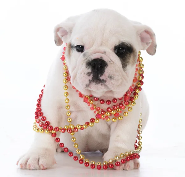 Bulldog hembra cachorro — Foto de Stock