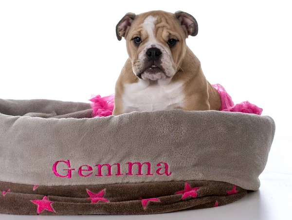 Bulldog sitting in dog bed — Stock Photo, Image