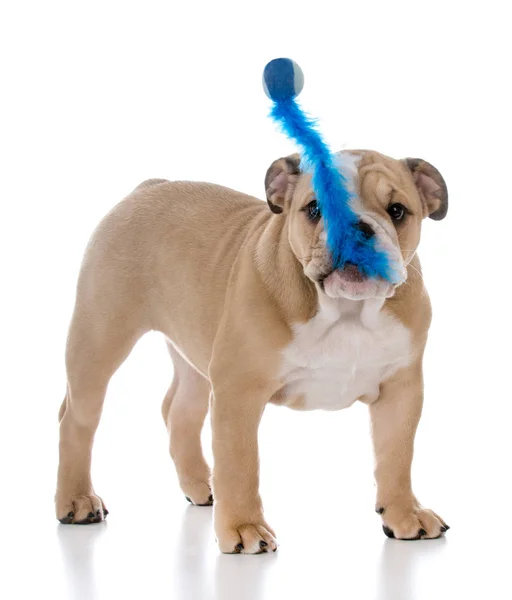 Pies bawiący się zabawką — Zdjęcie stockowe