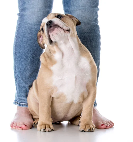 Dog sitting with owner — Stock Photo, Image