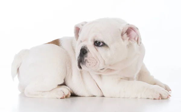 Male bulldog puppy — Stock Photo, Image