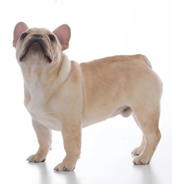 Bulldog francés masculino — Foto de Stock