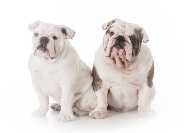 Padre e hijo bulldogs — Foto de Stock