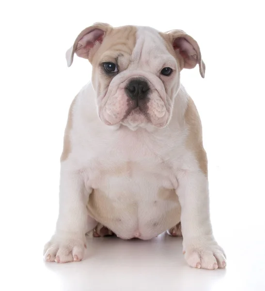 Carino bulldog cucciolo — Foto Stock