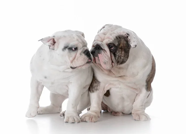 Padre e hijo bulldogs — Foto de Stock