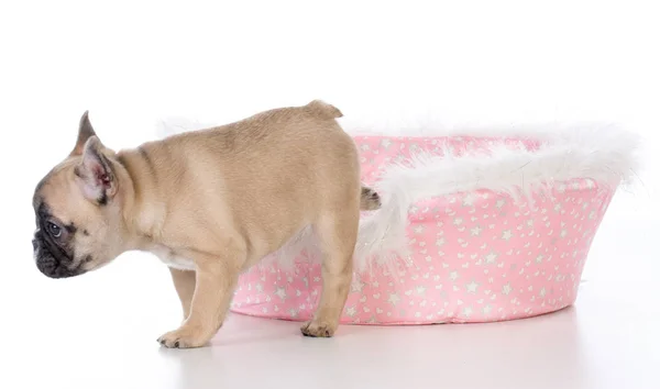 Французский бульдог щенок в постели собаки — стоковое фото