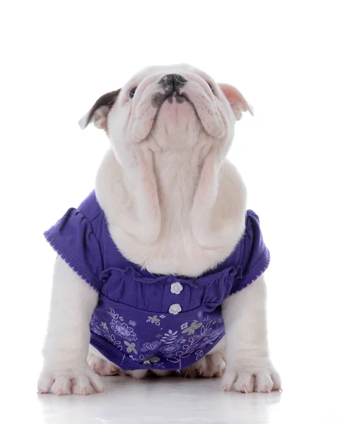 Kvinnliga bulldog valp — Stockfoto