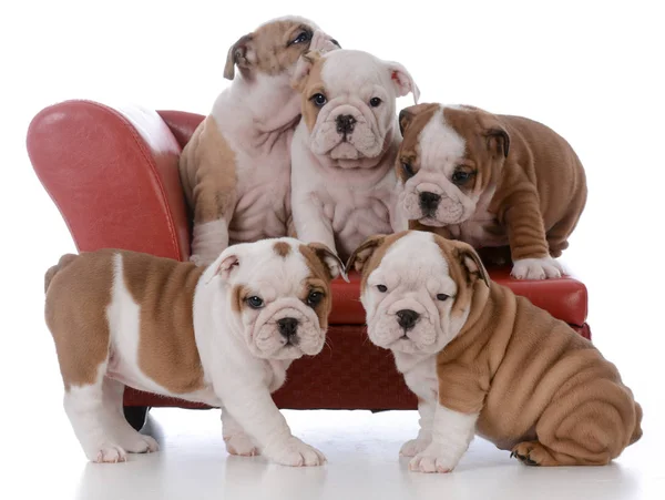 Litter of bulldog puppies — Stock Photo, Image