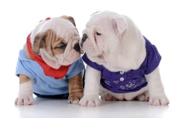 Male and female puppy — Stock Photo, Image