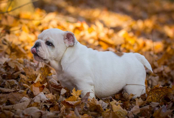 Puppy buiten spelen in de herfst — Stockfoto