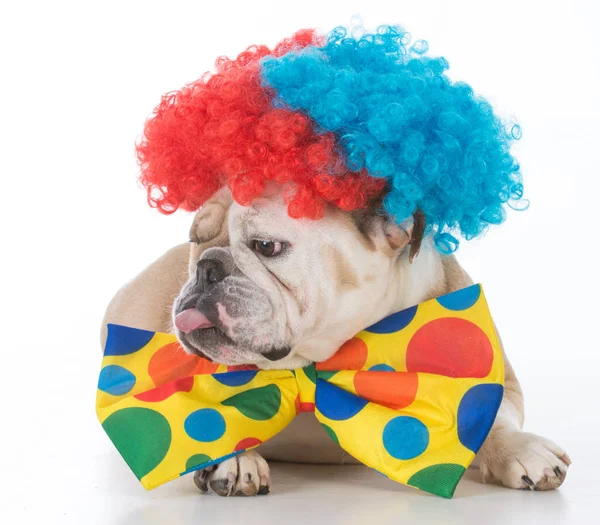 Perro vestido como un payaso — Foto de Stock