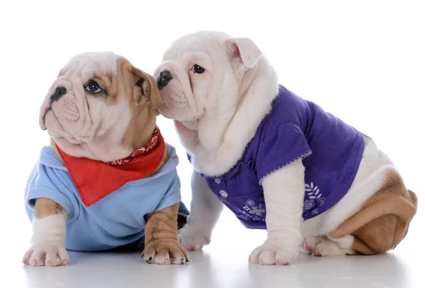 Male and female puppy — Stock Photo, Image