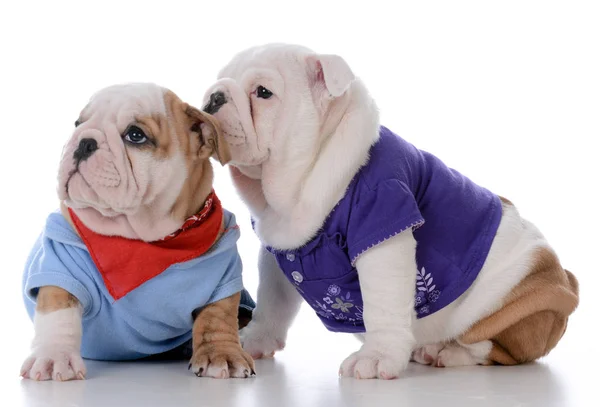 Cachorrinho macho e fêmea — Fotografia de Stock