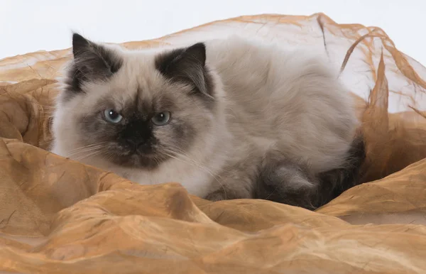 Prachtige ragdoll kat — Stockfoto