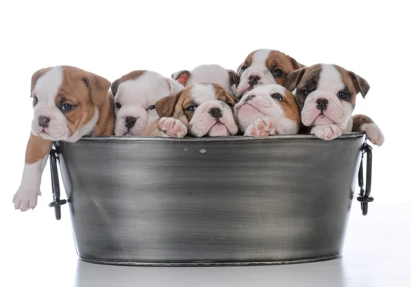 Litter of seven puppies — Stock Photo, Image