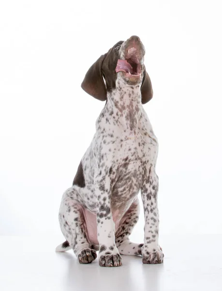 Alman stenografi işaretçi köpek yavrusu — Stok fotoğraf