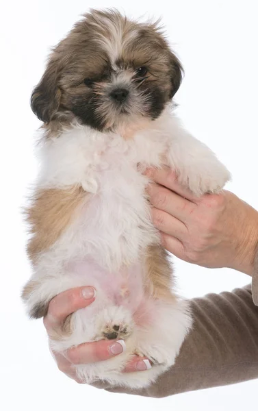 Puppy met drie benen — Stockfoto