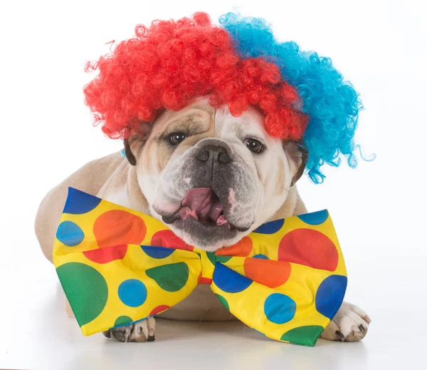 Cane vestito da clown — Foto Stock