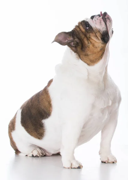 Perro obediente sentado — Foto de Stock