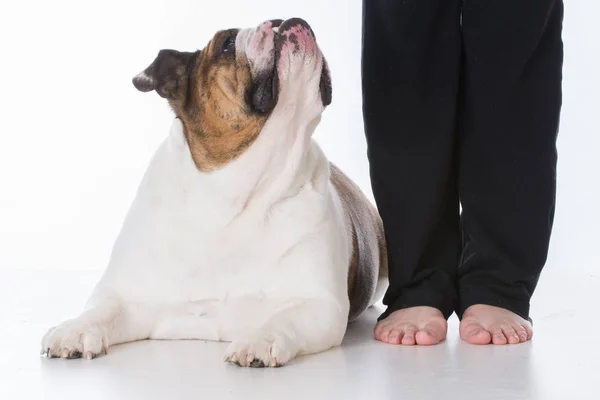 Posłuszny pies i właściciel — Zdjęcie stockowe
