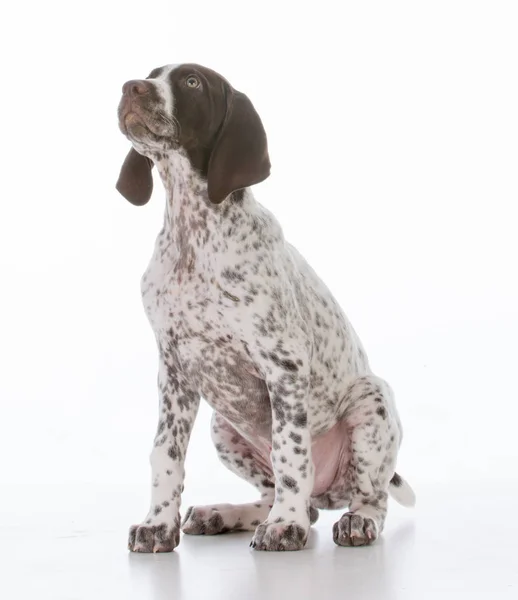 German shorthair pointer puppy — Stock Photo, Image