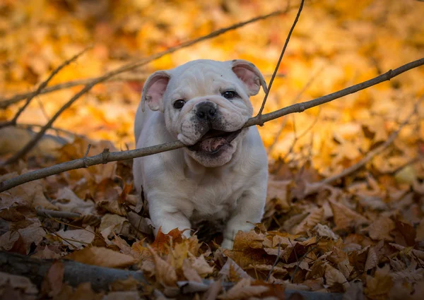 Cachorro jugando al aire libre en otoño — Foto de Stock