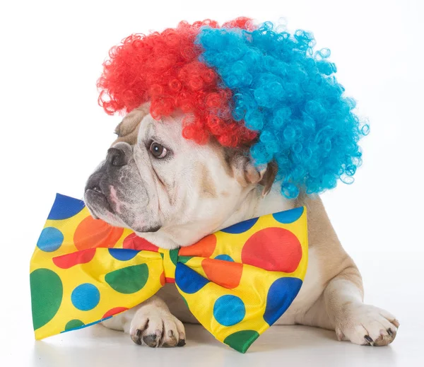 Hond gekleed als een clown — Stockfoto