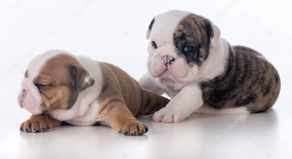 three week old bulldog puppies