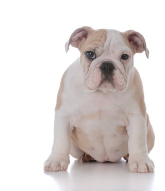 şirin bulldog yavrusu