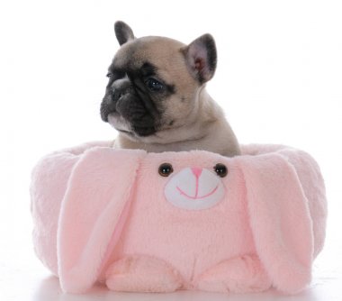 Fransız bulldog köpeği.