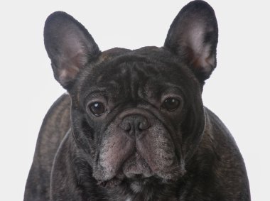 brindle Fransız buldozer