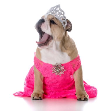 şımarık dişi köpek