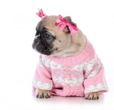 Fransız dişi buldog.